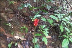 Amorphophallus commutatus